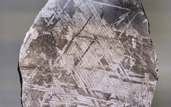 AI model fingerprints